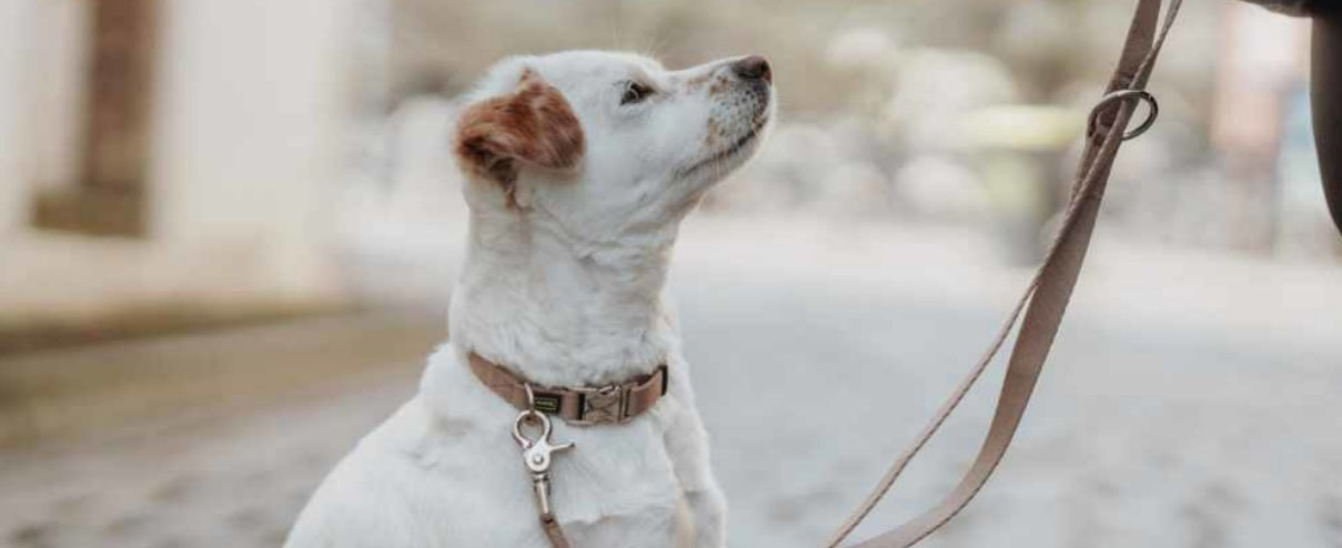 Hondenbenodigdheden Winkel -Hondenbenodigdheden Winkel dfdf